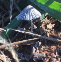 Parasola sp. (genus) at Griffith, ACT - 25 Apr 2019