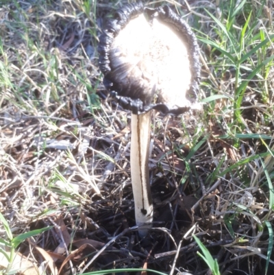 Coprinus comatus (Shaggy Ink Cap) at Bruce, ACT - 24 Apr 2019 by purple66