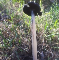 Coprinus comatus at Bruce, ACT - 24 Apr 2019 01:55 PM