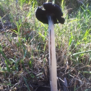 Coprinus comatus at Bruce, ACT - 24 Apr 2019