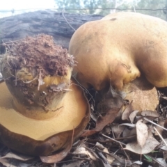 Phlebopus marginatus (Giant Bolete) at Aranda Bushland - 24 Apr 2019 by purple66