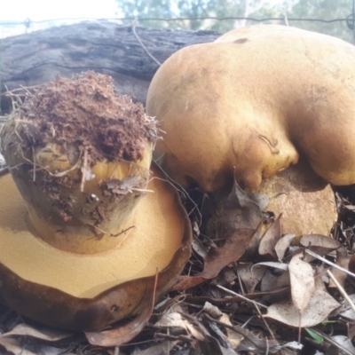 Phlebopus marginatus (Giant Bolete) at Dunlop, ACT - 24 Apr 2019 by purple66