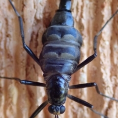 Boreoides subulatus (Wingless Soldier Fly) at Spence, ACT - 25 Apr 2019 by Laserchemisty