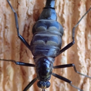 Boreoides subulatus at Spence, ACT - 25 Apr 2019 01:29 PM