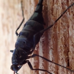 Boreoides subulatus at Spence, ACT - 25 Apr 2019