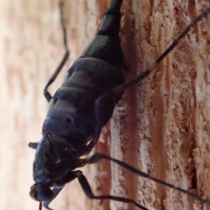 Boreoides subulatus at Spence, ACT - 25 Apr 2019