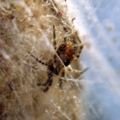 Phryganoporus candidus (Foliage-webbing social spider) at Black Mountain - 25 Apr 2019 by Angus44