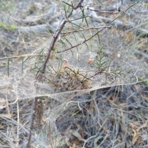 Phryganoporus candidus at Hackett, ACT - 25 Apr 2019 03:05 PM