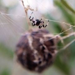 Celaenia excavata (Bird-dropping spider) at Hackett, ACT - 25 Apr 2019 by Angus44