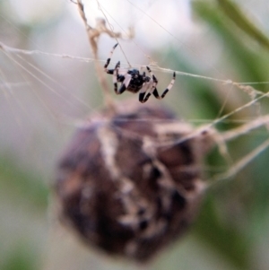 Celaenia excavata at Hackett, ACT - 25 Apr 2019 01:17 PM