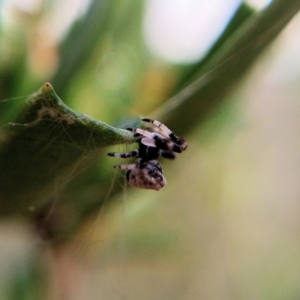 Celaenia excavata at Hackett, ACT - 25 Apr 2019 01:17 PM