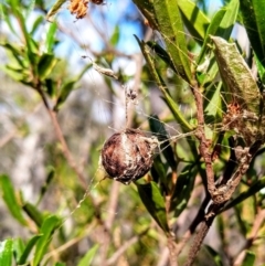 Celaenia excavata at Hackett, ACT - 25 Apr 2019 01:17 PM