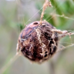 Celaenia excavata at Hackett, ACT - 25 Apr 2019 01:17 PM