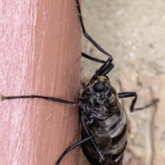 Boreoides subulatus at Hughes, ACT - 22 Apr 2019