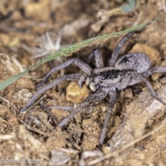 Tasmanicosa sp. (genus) (Unidentified Tasmanicosa wolf spider) at Red Hill Nature Reserve - 20 Apr 2019 by BIrdsinCanberra