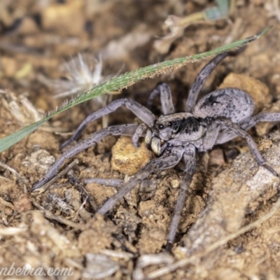 Tasmanicosa sp. (genus) (Unidentified Tasmanicosa wolf spider) at Red Hill Nature Reserve - 20 Apr 2019 by BIrdsinCanberra