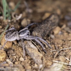 Tasmanicosa sp. (genus) at Deakin, ACT - 20 Apr 2019