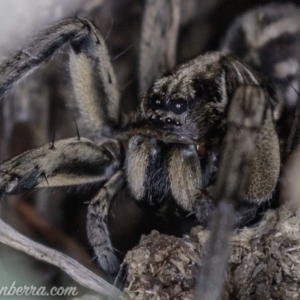 Tasmanicosa sp. (genus) at Deakin, ACT - 20 Apr 2019 08:30 PM