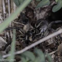 Tasmanicosa sp. (genus) at Deakin, ACT - 20 Apr 2019 08:30 PM