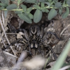 Tasmanicosa sp. (genus) at Deakin, ACT - 20 Apr 2019