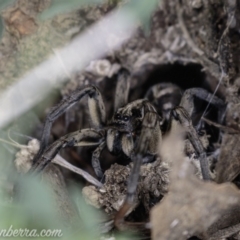 Tasmanicosa sp. (genus) at Deakin, ACT - 20 Apr 2019