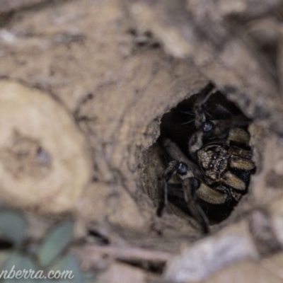 Lycosidae (family) (Unidentified wolf spider) at Red Hill Nature Reserve - 20 Apr 2019 by BIrdsinCanberra