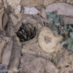 Lycosidae (family) at Deakin, ACT - 20 Apr 2019 08:55 PM