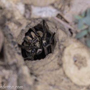 Lycosidae (family) at Deakin, ACT - 20 Apr 2019 08:55 PM