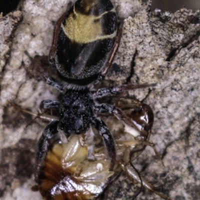 Apricia jovialis (Jovial jumping spider) at Deakin, ACT - 20 Apr 2019 by JonSteinbeck