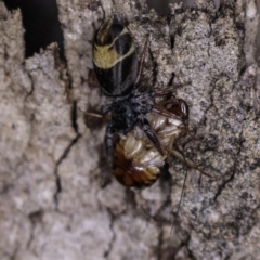 Apricia jovialis at Deakin, ACT - 20 Apr 2019 08:40 PM