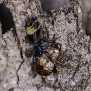 Apricia jovialis at Deakin, ACT - 20 Apr 2019 08:40 PM