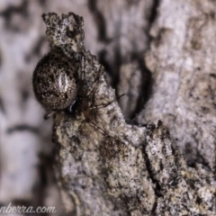 Phycosoma oecobioides (Comb-footed spider) at Deakin, ACT - 20 Apr 2019 by BIrdsinCanberra