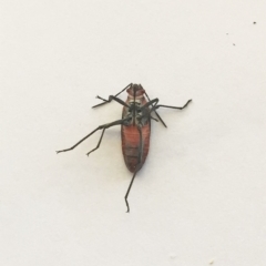 Leptocoris mitellatus (Leptocoris bug) at Hughes, ACT - 25 Apr 2019 by ruthkerruish