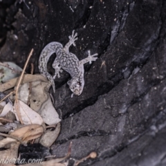 Christinus marmoratus (Southern Marbled Gecko) at Red Hill, ACT - 20 Apr 2019 by JonSteinbeck