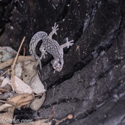 Christinus marmoratus (Southern Marbled Gecko) at Red Hill Nature Reserve - 20 Apr 2019 by BIrdsinCanberra
