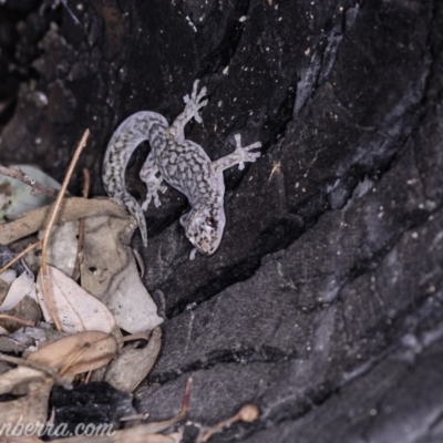 Christinus marmoratus (Southern Marbled Gecko) at Red Hill, ACT - 20 Apr 2019 by JonSteinbeck