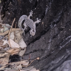 Christinus marmoratus at Red Hill, ACT - 20 Apr 2019