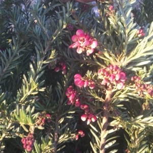 Grevillea lanigera at Garran, ACT - 24 Apr 2019