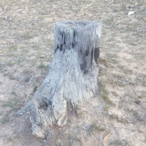 Papyrius nitidus at Jerrabomberra, ACT - 25 Apr 2019