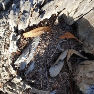 Papyrius nitidus at Jerrabomberra, ACT - 25 Apr 2019