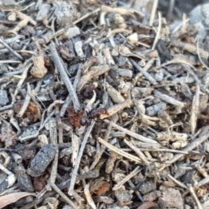 Papyrius nitidus at Jerrabomberra, ACT - 25 Apr 2019