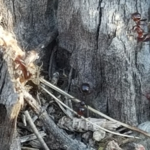 Papyrius nitidus at Jerrabomberra, ACT - 25 Apr 2019