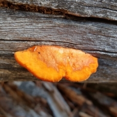 Pycnoporus coccineus (Scarlet Bracket) at Isaacs, ACT - 25 Apr 2019 by Mike