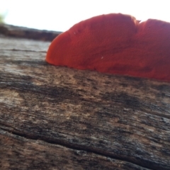 Trametes coccinea at Isaacs, ACT - 25 Apr 2019 03:15 PM