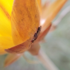 Megastigmus trisulcus (A parasitic wasp of the citrus gall wasp) at Acton, ACT - 25 Apr 2019 by Angus44