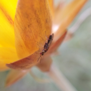 Megastigmus trisulcus at Acton, ACT - 25 Apr 2019