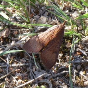 Uresiphita ornithopteralis at Theodore, ACT - 25 Apr 2019 11:25 AM