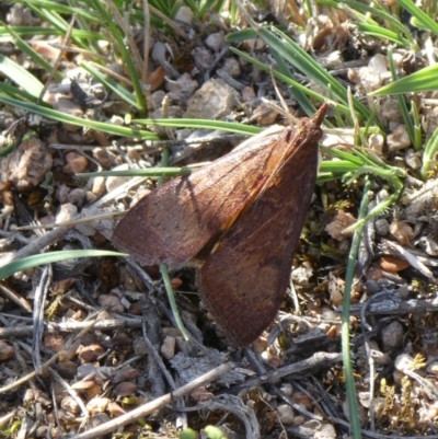 Uresiphita ornithopteralis (Tree Lucerne Moth) at Tuggeranong Hill - 25 Apr 2019 by Owen