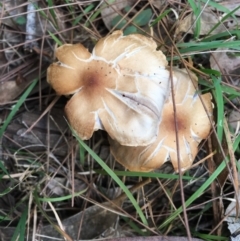 Agarics gilled fungi at Broulee Moruya Nature Observation Area - 25 Apr 2019 by LisaH