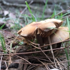 Agarics gilled fungi at Moruya, NSW - 25 Apr 2019